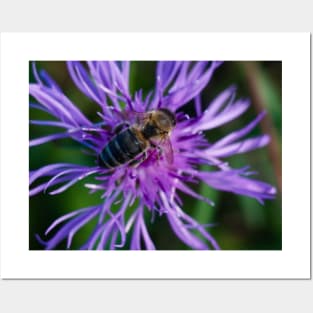 Bee On Purple Flower Posters and Art